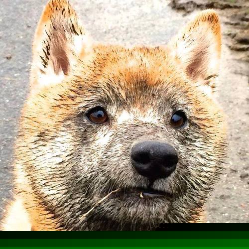 开云体育官网-NBA联盟跨平台内容传播效率与用户触达研究