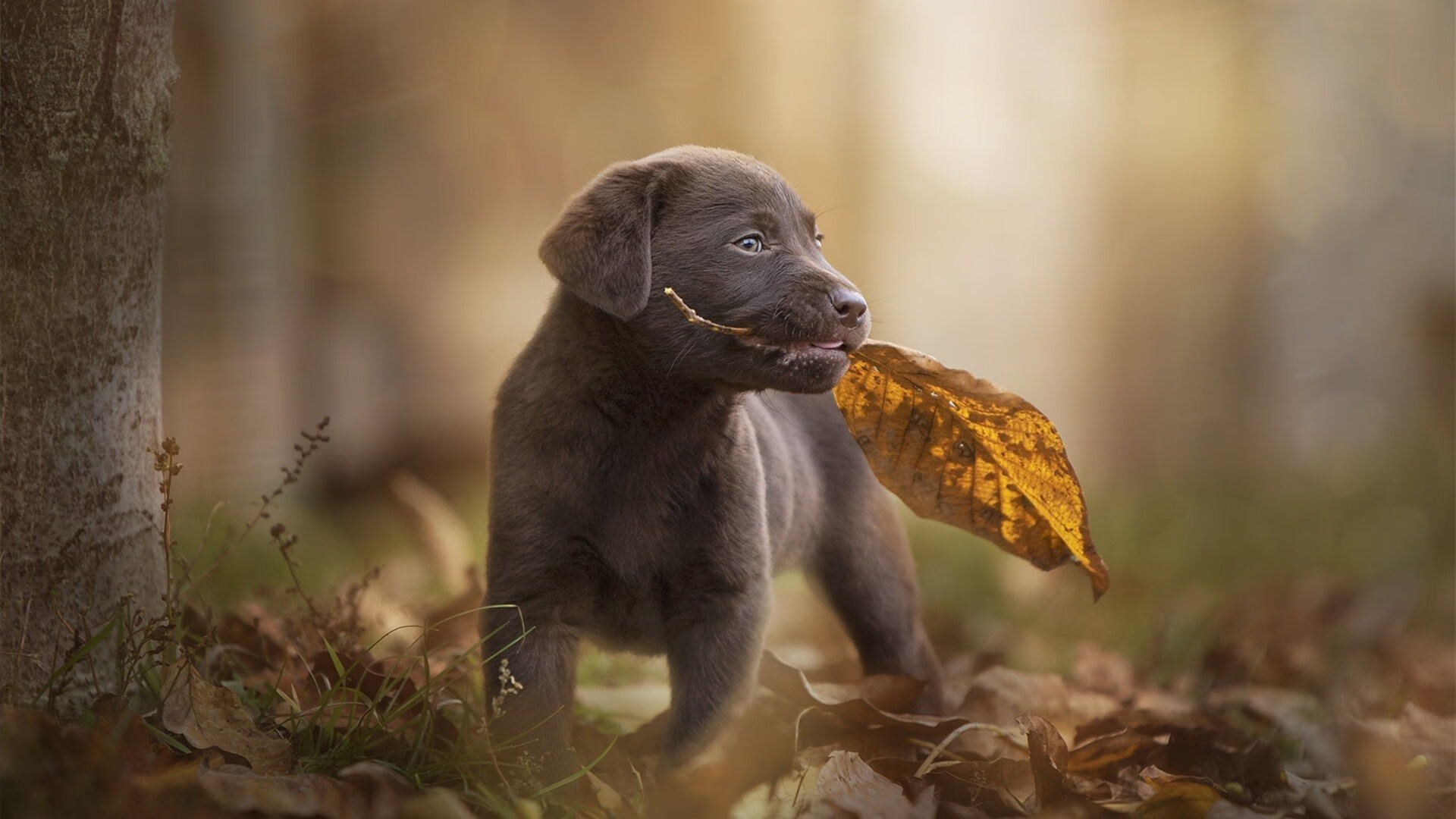 希腊女篮在欧洲锦标赛中奋发图强，追逐金牌梦想，希腊女篮直播
