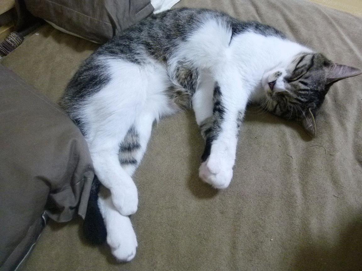 德甲实力派:战略一变,精彩不断!,德甲阵营