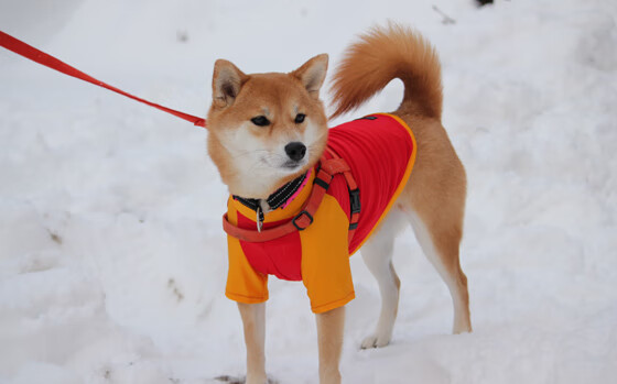李恩:全黑队中场的“稳压器”,传球精准,突破犀利