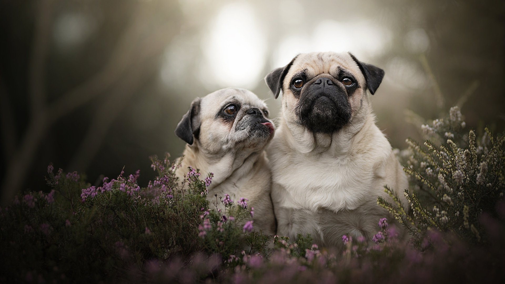 欧洲杯变阵奇妙:战术多变,令人期待!,欧洲杯爆冷出局