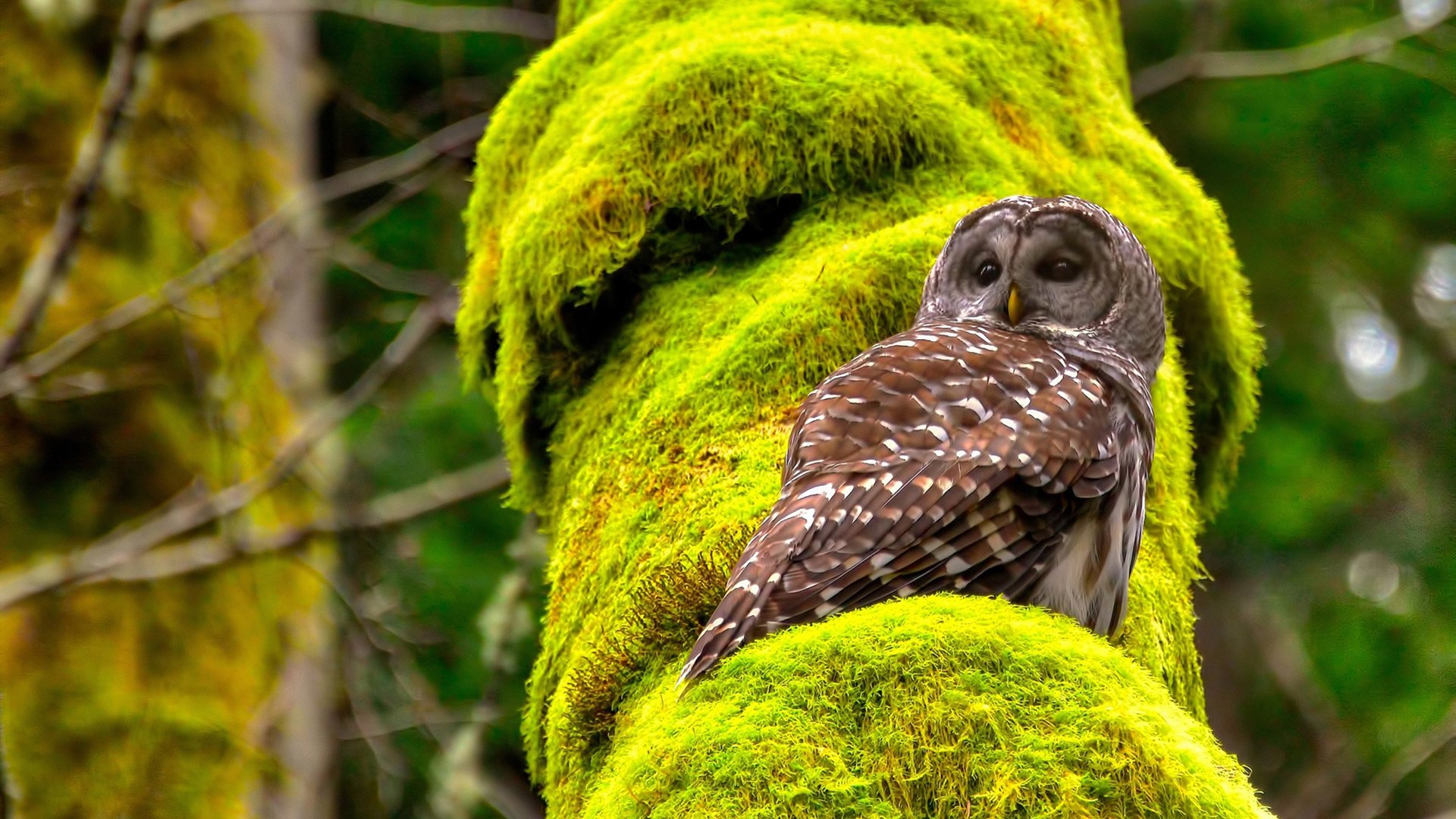 kaiyun网址-法甲青训成绩与国际合作优势，法甲青训最好的球队