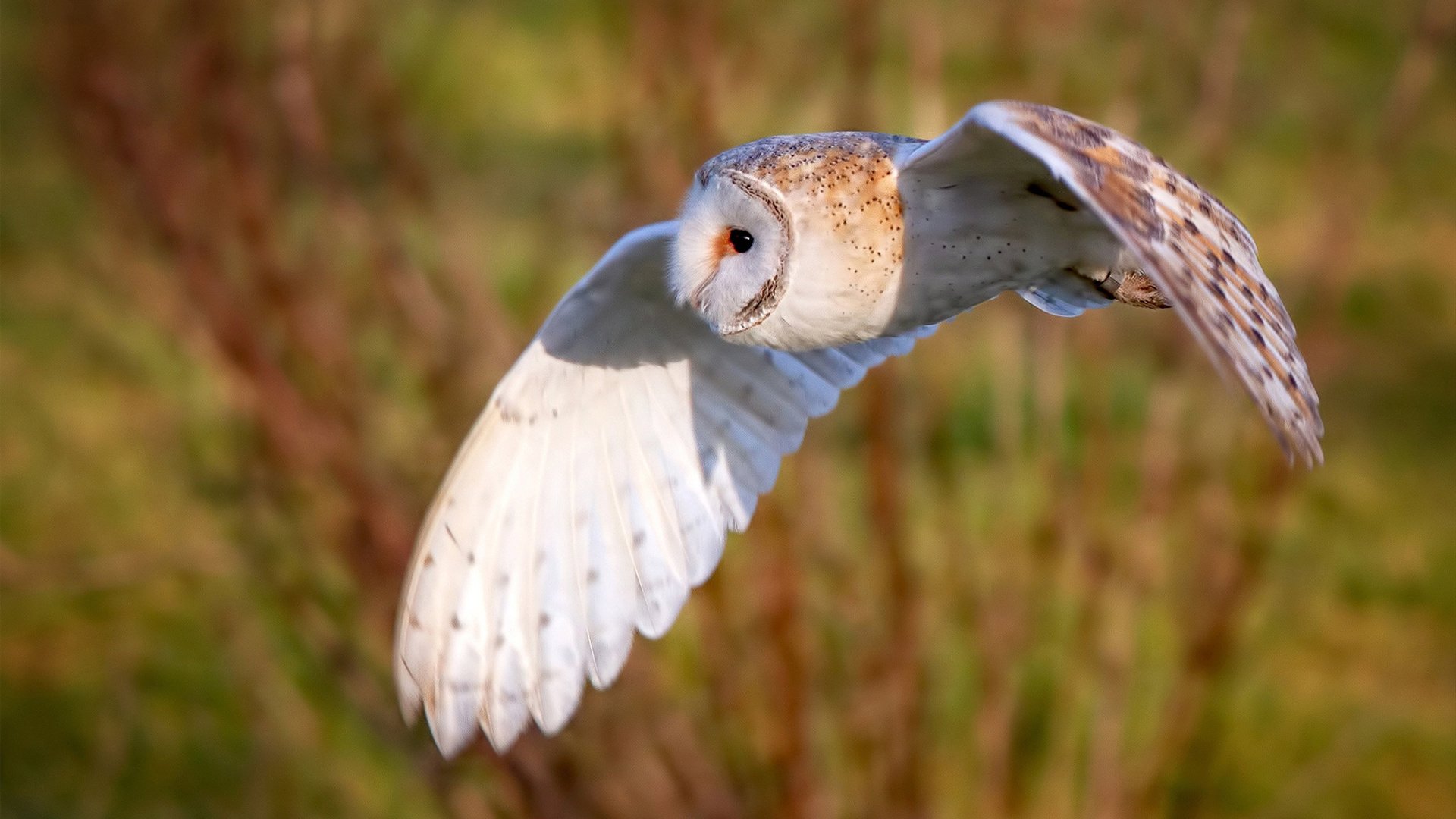 开云体育在线官网-独行侠新秀三分命中率联盟前列，nba独行侠个人最高得分记录