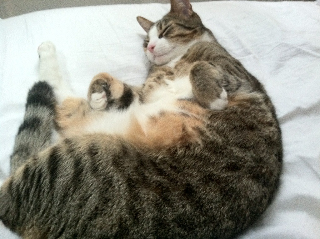 瑞·弗兰:用强大的爆发力和敏捷的跑动让对手防不胜防,瑞弗兰价格对比