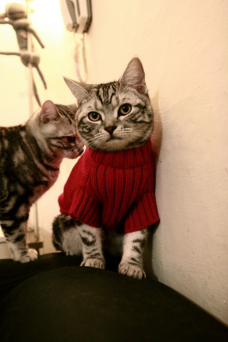 皮特·卡普尔凭借强大的身体素质和精湛的球技,成为袋鼠队的重要球员