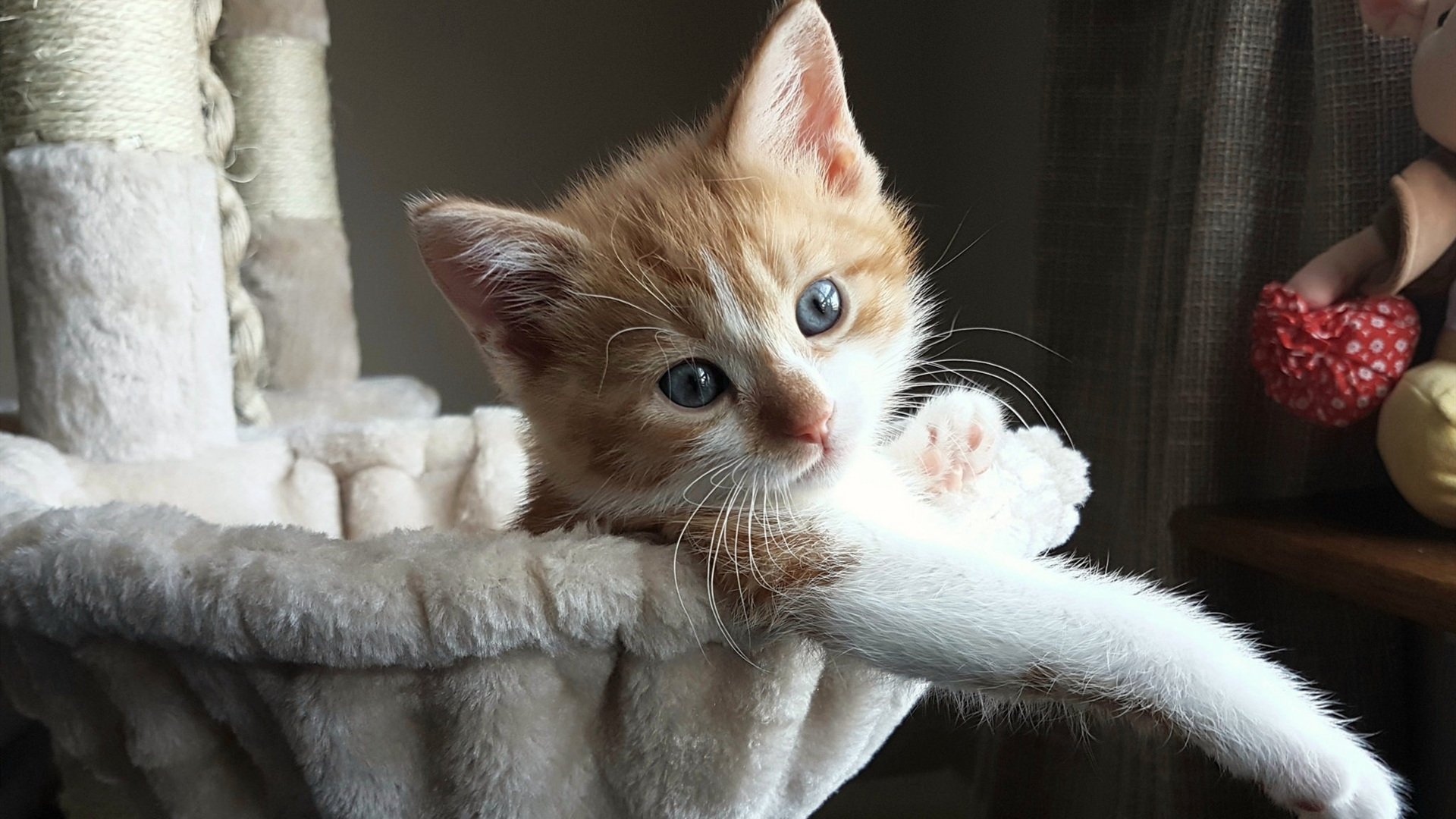 开云体育官网在线-荷兰队在国际比赛中表现优异