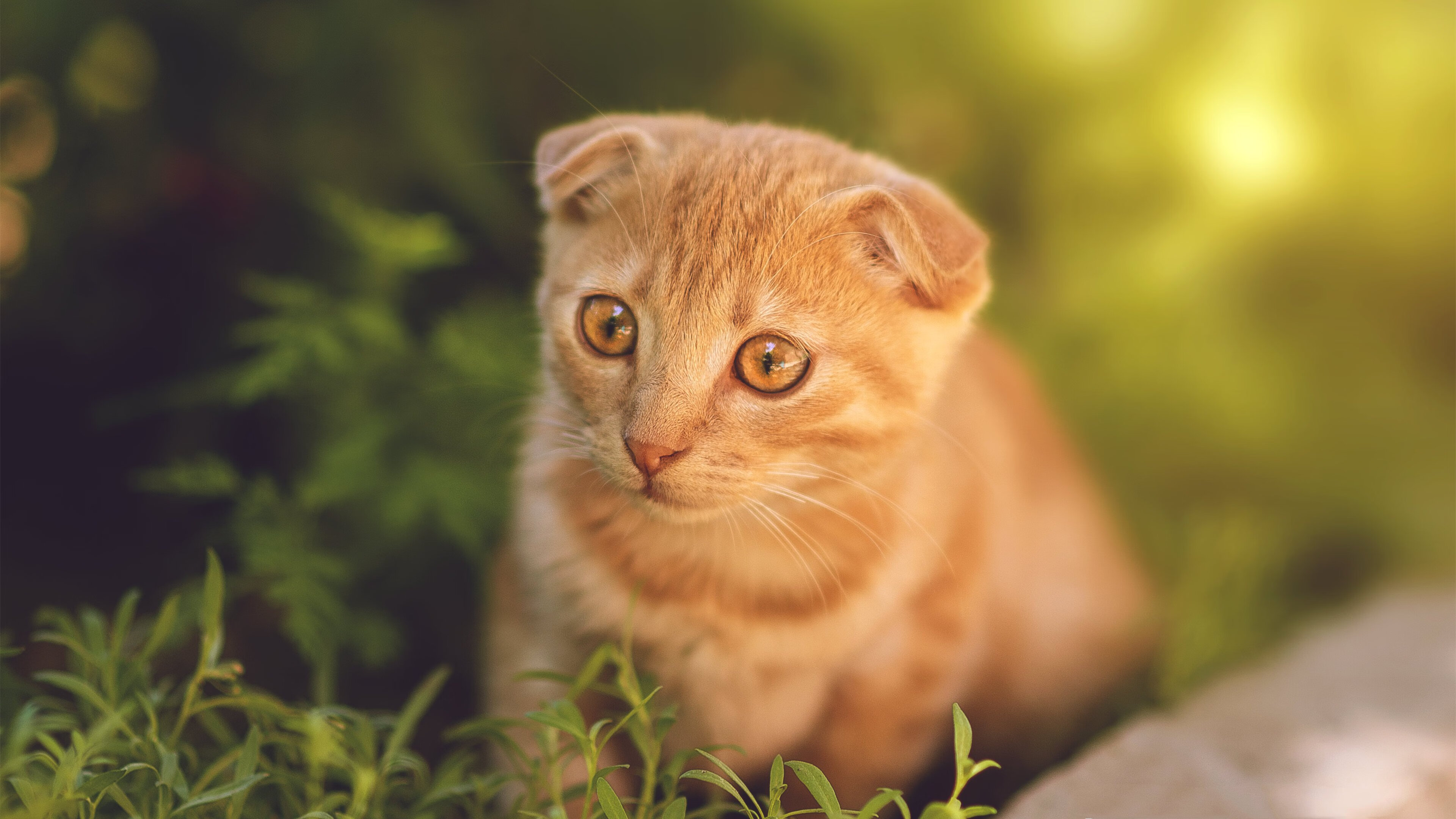 开云体育app官网-CBA是否推动各队建设独立战术分析部门，cba联赛改革新扩军